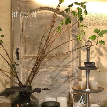 ドラセナ・ドラコの画像 by Madame  Dさん | お出かけ先とドラセナ・ドラコと癒しと緑のある暮らしと花のある暮らしとお花屋さん