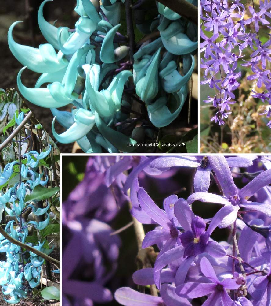 フラワーパーク鹿児島の投稿画像 By 花と虫と風と空とさん ヒスイカズラとペトレア サンドペーパーバイン とフラワーパーク鹿児島 21月4月26日 Greensnap グリーンスナップ Greensnap グリーンスナップ