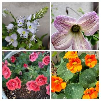 季節を感じるの画像 by rinoさん | 車庫と元気を貰える花と クレマチスと青いお花と季節を感じるとハーブとコンテナガーデンと白いお花と癒しの花と赤い花とオレンジ色のお花