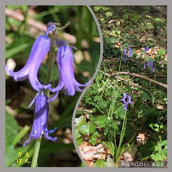 イングリッシュ ブルーベルの投稿画像一覧 Greensnap グリーンスナップ