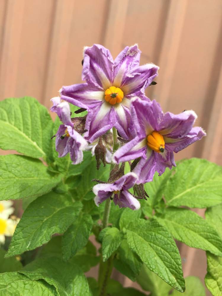 インカのめざめの投稿画像 By 犬嫁さん 開花とプランター野菜とプランターとジャガイモ栽培とおうち園芸とチーム愛知 21月4月27日 Greensnap グリーンスナップ