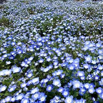 ネモフィラ　メンジェシーの画像 by ココちゃんさん | ネモフィラ　メンジェシーとネモフィラの絨毯と癒しと青色の花と癒しの植物とお出かけ先♡と綺麗と可愛いと花のある暮らしと豪華なお花