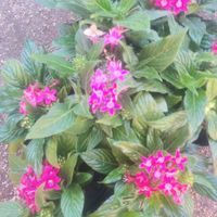 ペンタスの画像