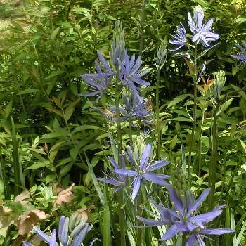 @青い花の画像 by Kevinさん | お出かけ先とカマシア・ライヒトリニー・カエルレアと素敵❗と癒しと@青い花と紫色の花と青い花とおうち園芸と今日の一枚とお花大好き✨と可愛いと花のある暮らしとかわいいと南北アメリカ原産と青い花マニア