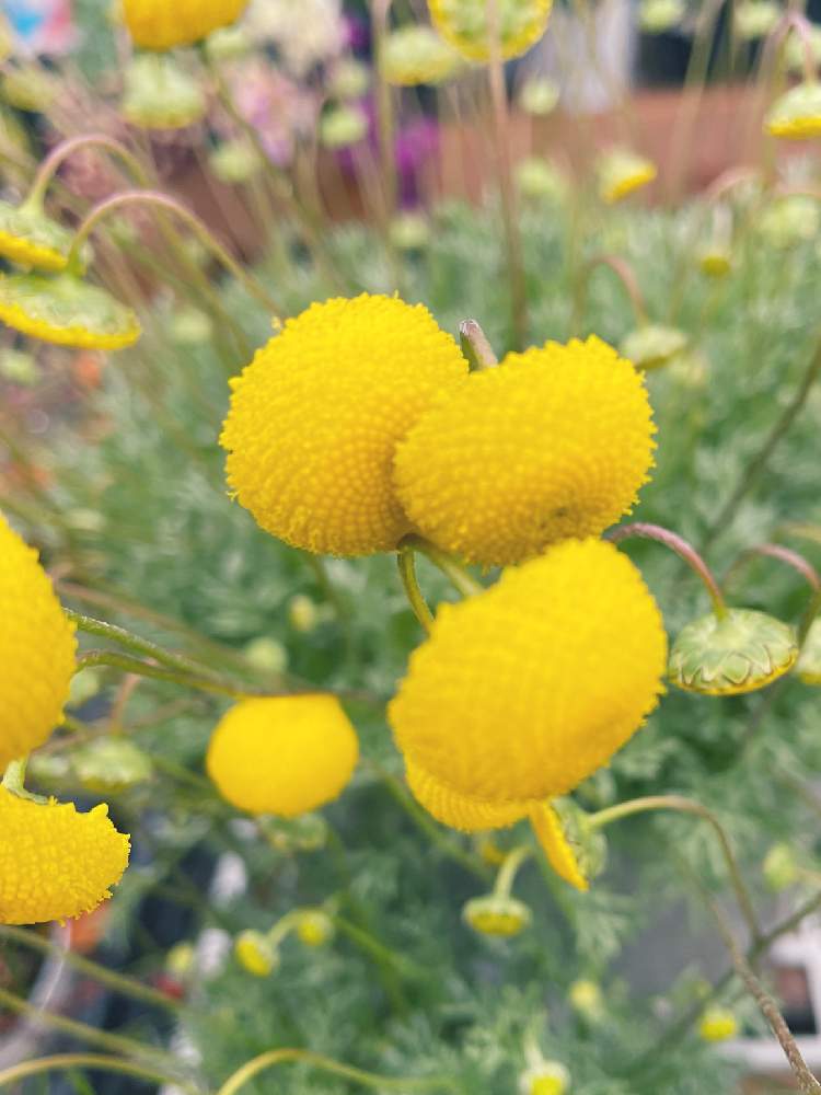 カゲロウソウの投稿画像 By カズアムさん 花ホタルと多年草と花のある暮らしと黄色の花 21月4月27日 Greensnap グリーンスナップ