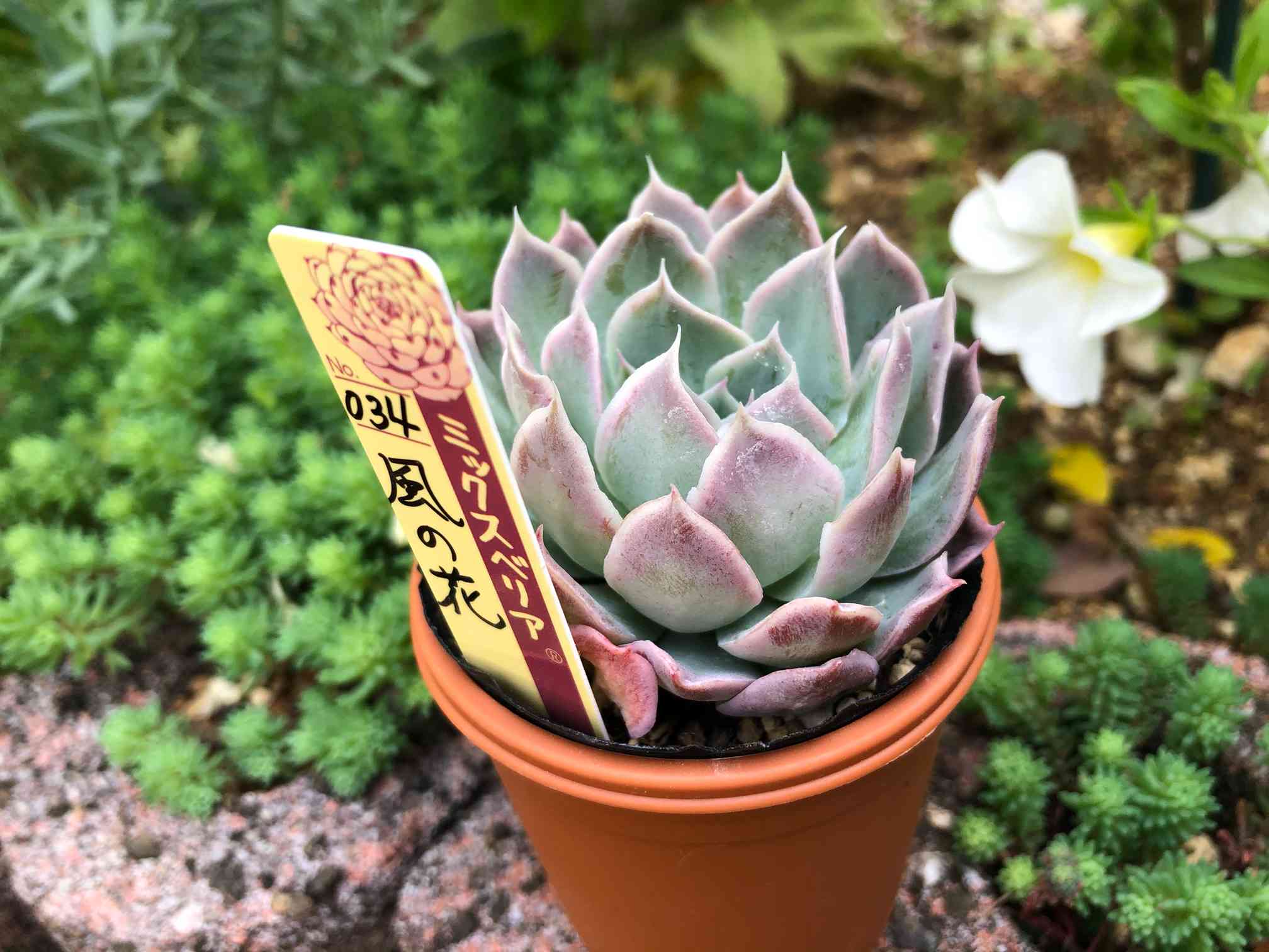 風の花おらいさんミックスベリア