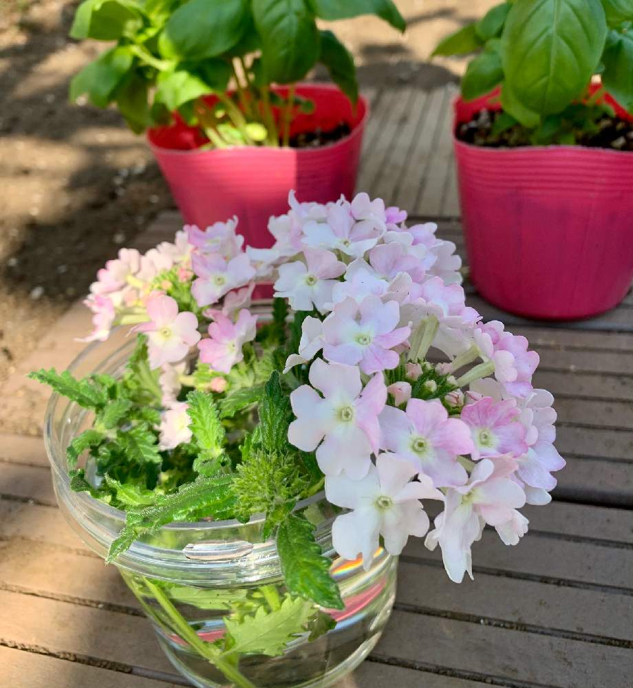 バーベナ ピンクポップ Greensnap グリーンスナップ