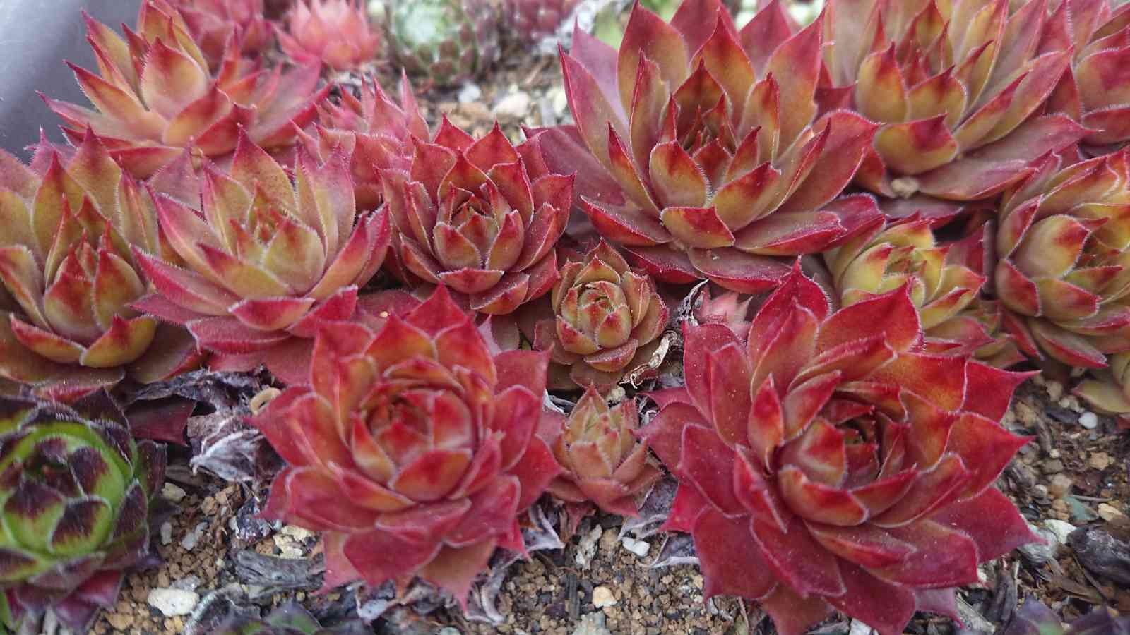 センペルビウム　エルグレコ　Elgreco センペルビウム エルグレコ Elgreco