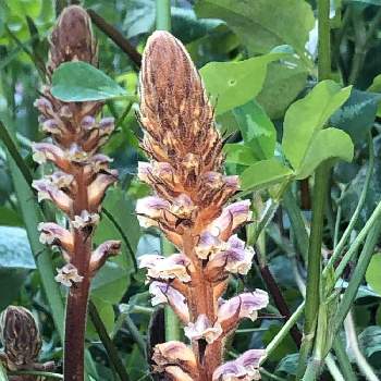 帰化植物の投稿画像一覧 Greensnap グリーンスナップ