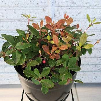 Apictnyohzcie 50 チェッカー ベリー 育て 方