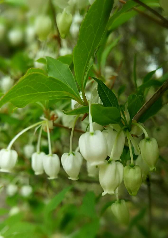 ドウダンツツジの投稿画像 By きゅーぴぃさん 花壇と可愛い花と綺麗な花と低木とガーデニングと花のある暮らし 21月4月27日 Greensnap グリーンスナップ