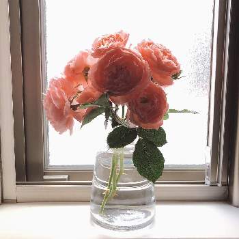 バラ ロマンティックチュチュの投稿画像一覧 Greensnap グリーンスナップ