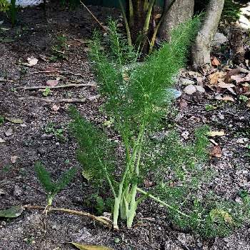 セリ科の投稿画像一覧 Greensnap グリーンスナップ