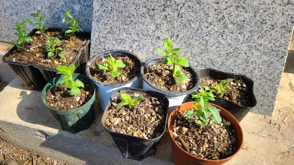 どれだどれだかわかりませんの投稿画像 By 桃太郎欲しいさん 名無しのビオラ とシルキーラテ と挿し芽と大切に育てますと挿木と晴れた日と芽が出たと春を感じる 21月4月27日 Greensnap グリーンスナップ