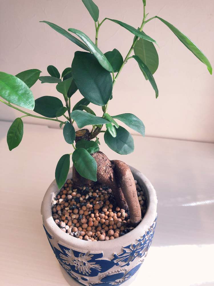 ガジュマルの投稿画像 By ひろみんさん 観葉植物と新芽にょきにょきと日当たりと新芽 とおうち園芸 21月4月27日 Greensnap グリーンスナップ