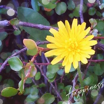 嬉しいサプライズの画像 by *✿.吏禾.✿*さん | タンポポとありがとう♡と小さな幸せ♡と嬉しいサプライズと可愛い小花と黄色いお花