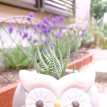 かわいい植木鉢の投稿画像一覧 Greensnap グリーンスナップ