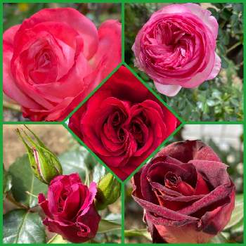 ベルサイユのバラの画像 by michi!さん | 小さな庭とピエール・ド・ロンサールと薔薇 ノスタルジーとベルサイユのバラと薔薇　ブラックゴールドと花のある暮らしと小さな庭からとミッチの会と薔薇の花と共に