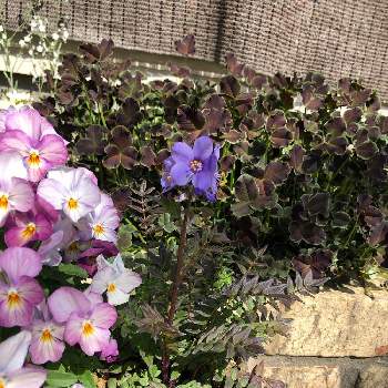 花の名前の画像 by ひろみんさん | 小さな庭とポレモニウム パープルレインとガーデニングと紫の花と花の名前と日当たり