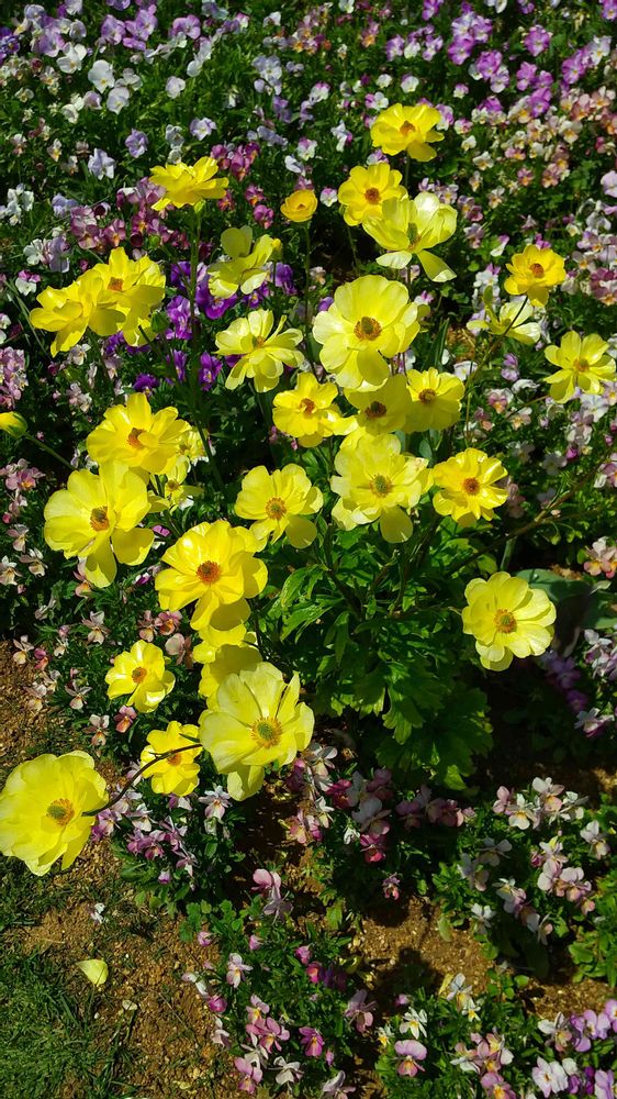 和の花♪さんの里山ガーデン（大花壇）への投稿