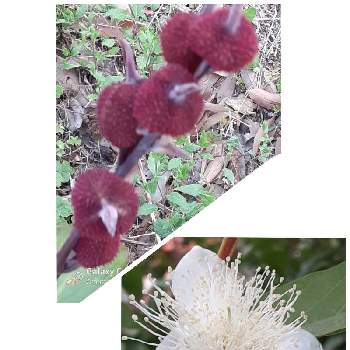 グァバの花の投稿画像一覧 Greensnap グリーンスナップ