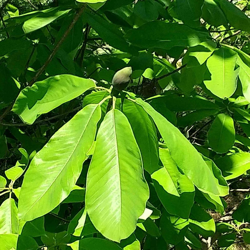 和の花♪さんの里山ガーデン（大花壇）への投稿