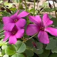 オキザリス,カタバミ,ベニカタバミ,花壇,ガーデニングの画像