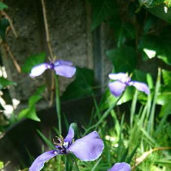 チリアヤメの花の画像 by yasuchanさん | 小さな庭と季節を楽しむと植物のある暮らしと紫色の花と季節を感じる暮らしと花のある暮らしとチリアヤメの花
