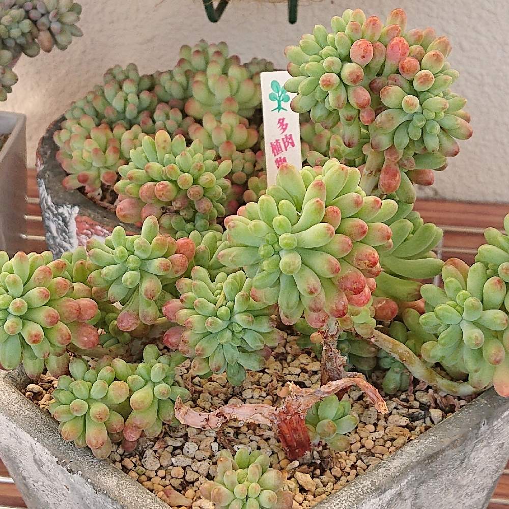 乙女心錦綴化入り 多肉植物 セダム 観葉植物