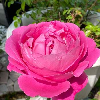 ポールネイロンの画像 by pagu mamaさん | 小さな庭とポールネイロンとあっ火曜日と花が好き❤とバラと夢CLUBと2021 GSでバラ園と赤い花と真っ赤な火曜日とピンクの花とピンク❤︎ピンクとばら 薔薇 バラと自慢のバラ_2021