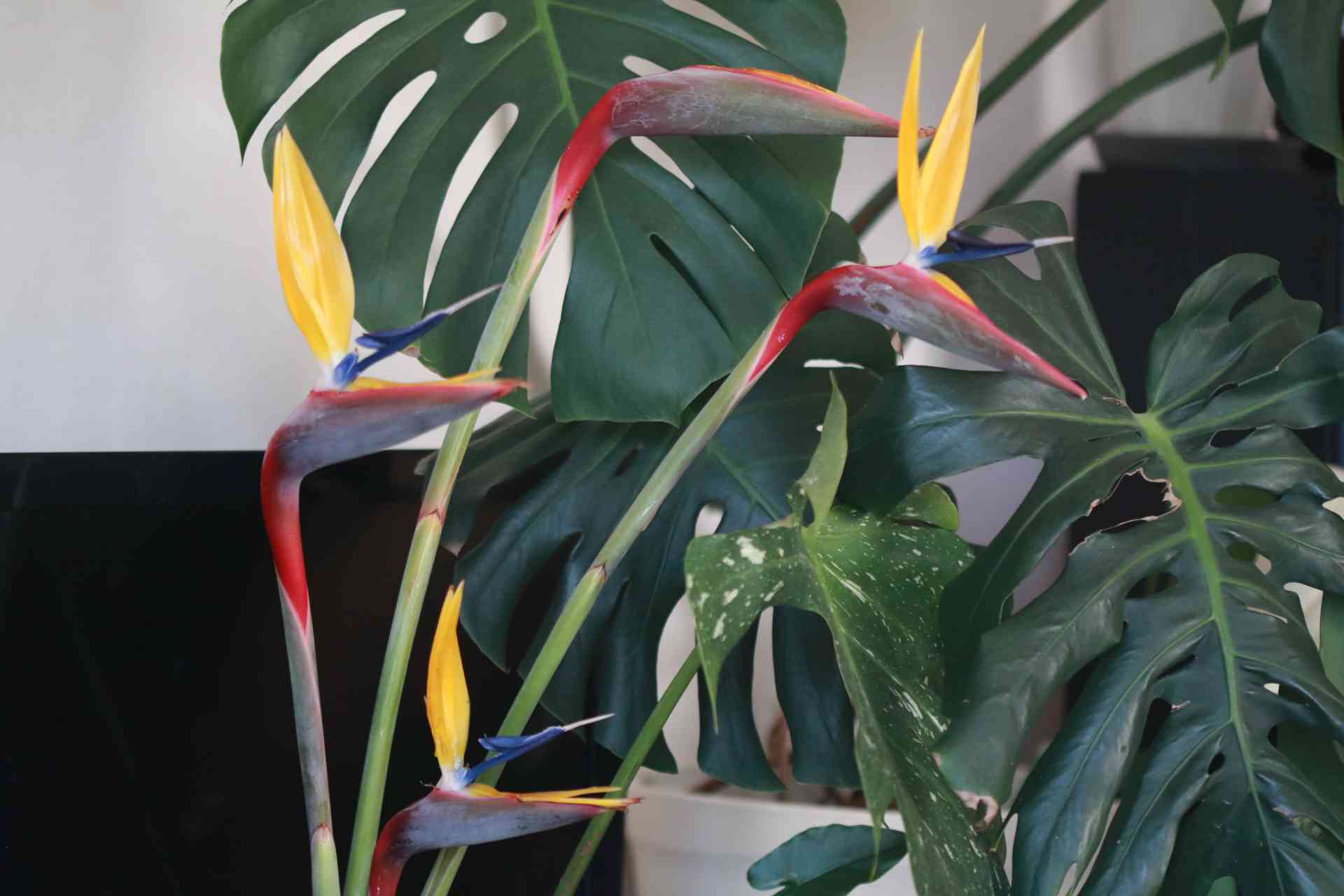 ストレリチア ゴールドクレストの一覧｜🍀GreenSnap（グリーンスナップ）