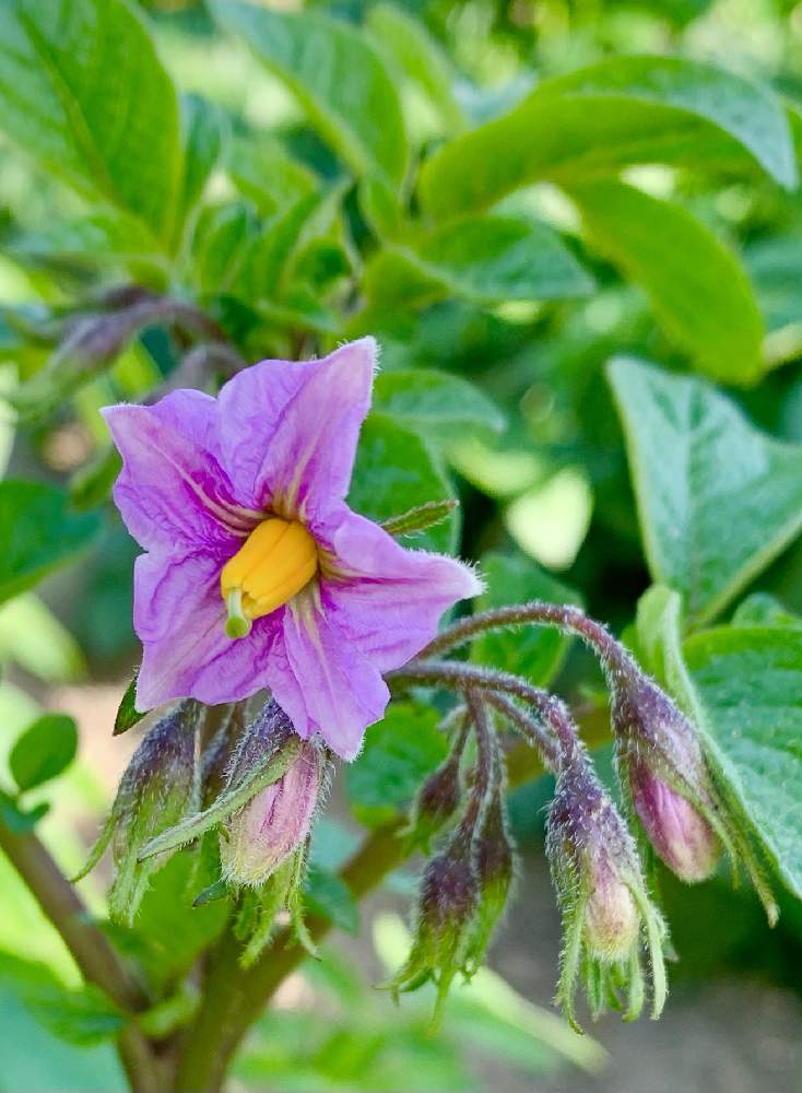 ジャガイモの投稿画像 By Ejyoさん ナス科と紫色の花とはたけとピンク色の花と花のある暮らし 21月4月27日 Greensnap グリーンスナップ