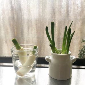 ネギ,水耕栽培,キッチンガーデン,野菜 水耕栽培,リボベジの画像