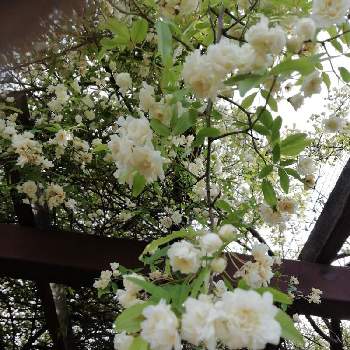 白八重モッコウバラの投稿画像一覧 Greensnap グリーンスナップ