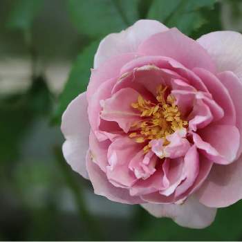 クードゥクールの画像 by tokitokiさん | 小さな庭とクードゥクールとバラ・ミニバラとばら バラ 薔薇