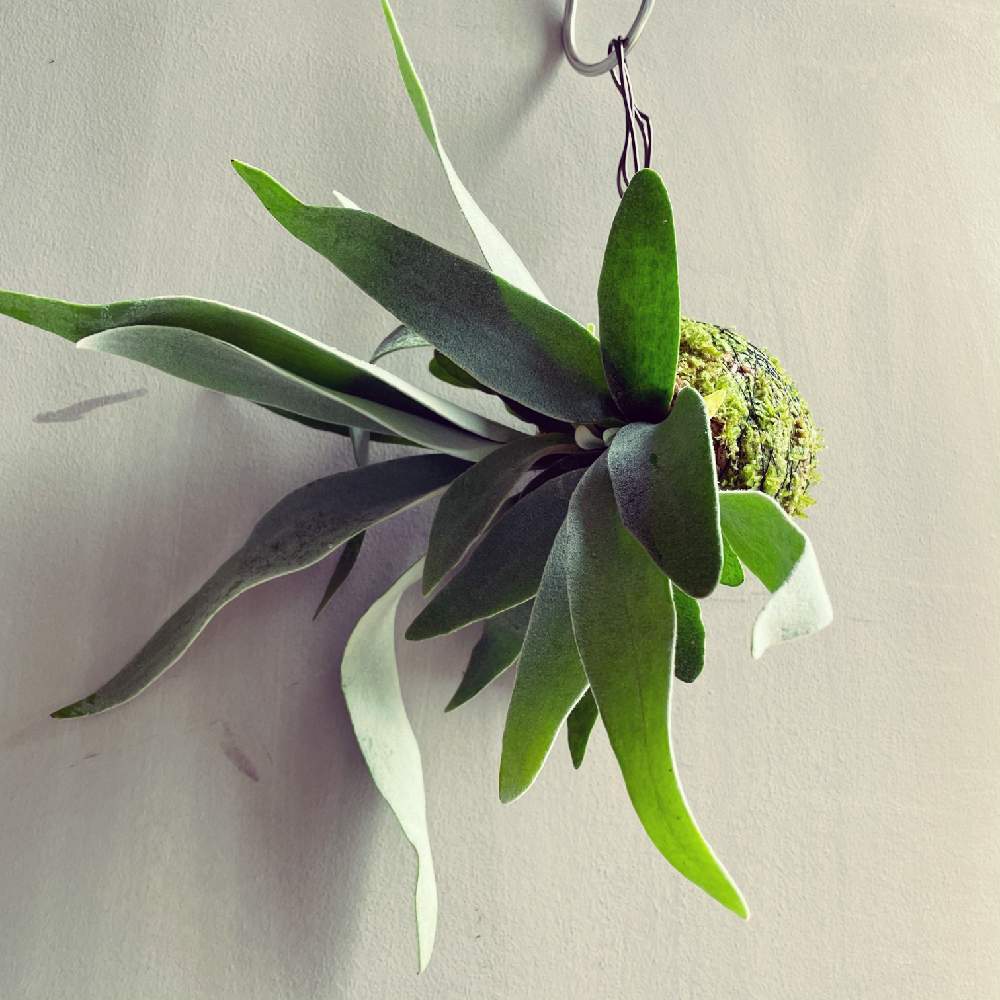 コウモリランの投稿画像 By えだまめさん ビカクシダとハイゴケとビカクシダ ビーチーとビカクシダ ヴィーチーと苔玉仕立てと吊り下げ系植物と着生植物と胞子葉と コウモリラン と観葉植物と植物のある暮らしとハンキングとベランダガーデニングと貯水葉とおうち園芸と