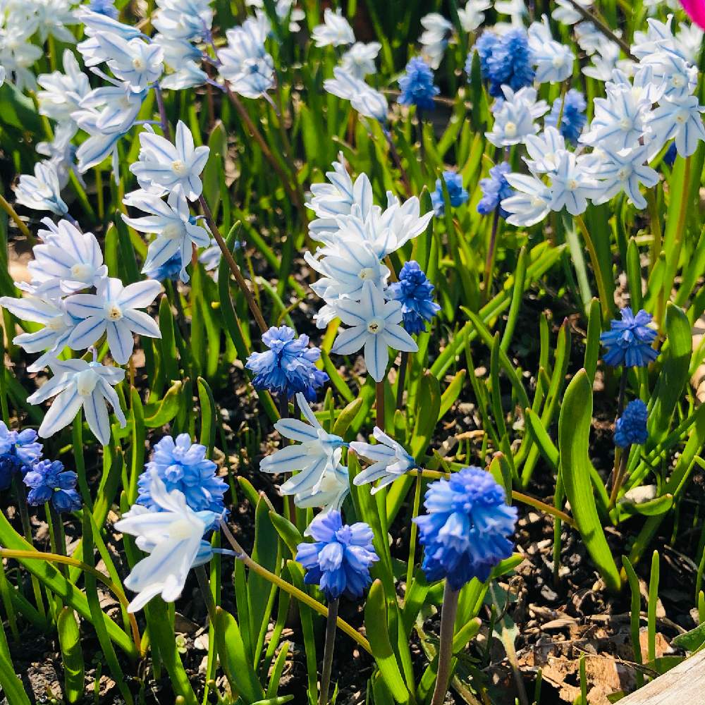 プスキニアの投稿画像 By ピオニーさん 皆んなで楽しむと春のお花と春の妖精とお花を愛でると可憐な花と私の癒しと春の訪れと癒しの花 と元気の源と可愛いと北海道とお花好きの人と繋がりたいとブルーの花とプシュキニアとムスカリと広い庭と皆んなで楽しむと春のお花と