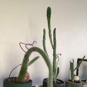 ヒモサボテンの投稿画像一覧 Greensnap グリーンスナップ