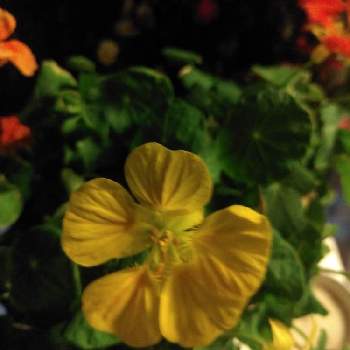 キンレンカ ナスタチューム の投稿画像一覧 Greensnap グリーンスナップ