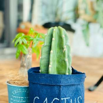 可愛いサボテンの投稿画像一覧 Greensnap グリーンスナップ