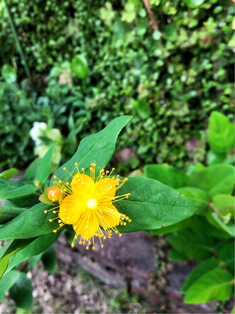 ヒペリカムの投稿画像 By ジーンさん 可愛い実と花に囲まれたいとステキな色と可愛い花と花のある生活とキレイな花と花壇の花とおうち園芸と花好きと花のある暮らし 21月4月27日 Greensnap グリーンスナップ