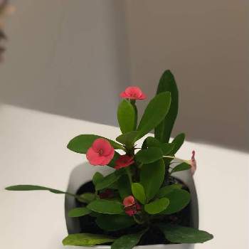 一年中咲く花の投稿画像一覧 Greensnap グリーンスナップ