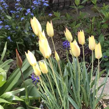 春の球根植物の投稿画像一覧 Greensnap グリーンスナップ