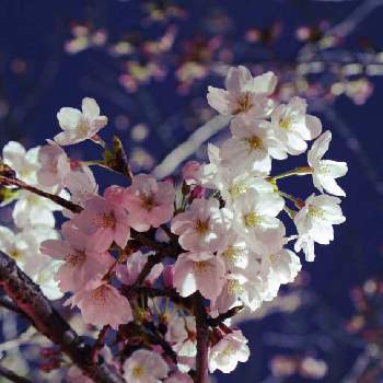 夜空 に 咲く 花