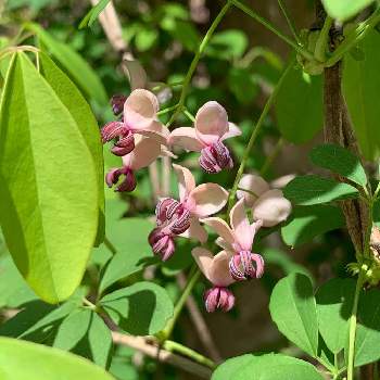 アケビの花の投稿画像一覧 Greensnap グリーンスナップ