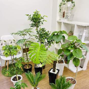 大型の観葉植物12選 おしゃれな種類はどれ 管理のコツとは Greensnap グリーンスナップ
