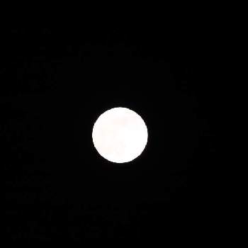 今日は満月の画像 by Knack 555さん | お出かけ先とマミラリア・満月と今日は満月と望遠撮影とCanon EOS 6D Mark Ⅱと満月♪と新月♡満月と満月の夜と6Dllと望遠レンズ