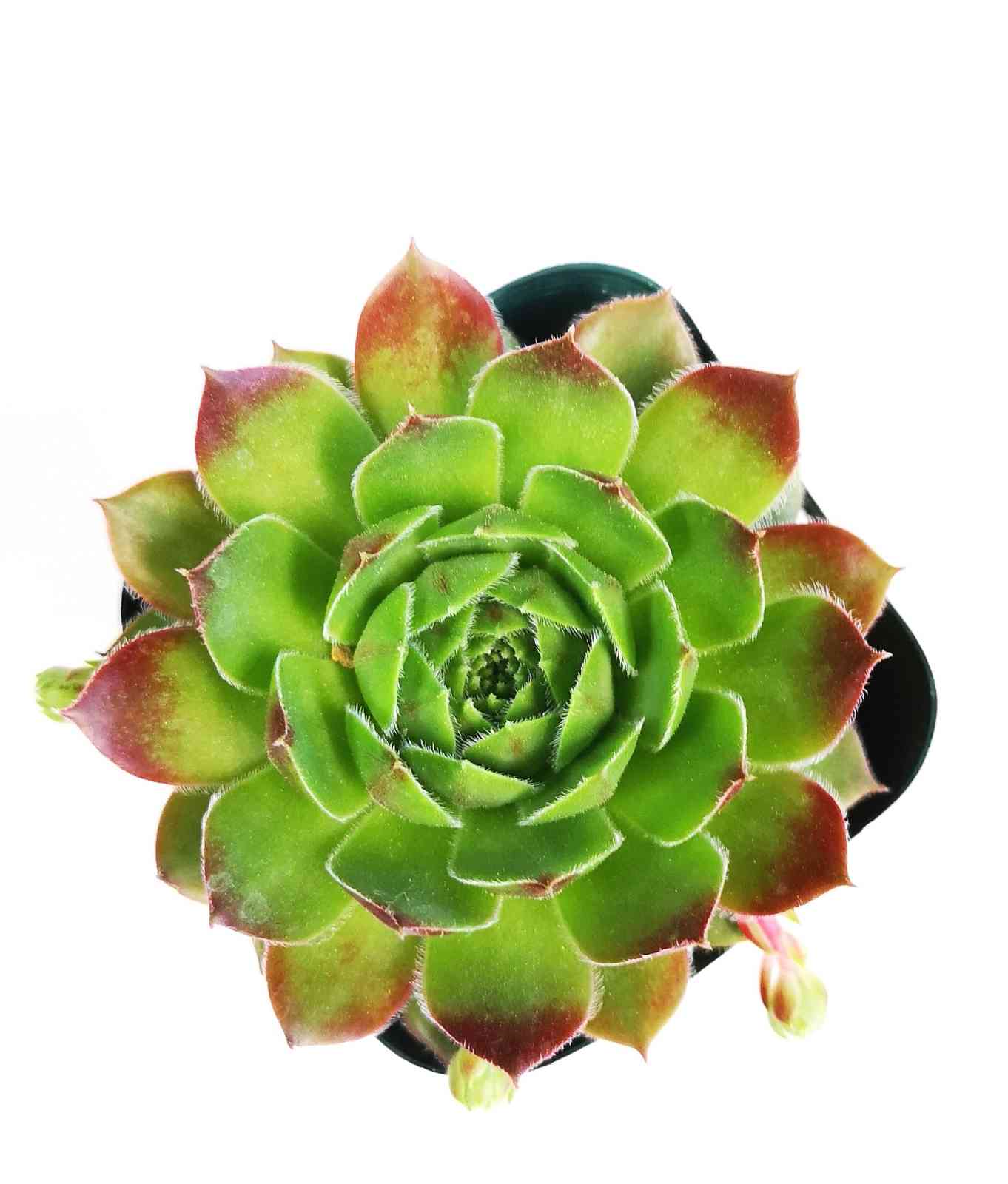 センペルビウム モアハニーブルーホリズンの一覧｜🍀GreenSnap