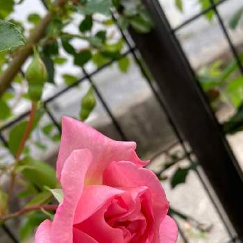 フランソワジュランビルの画像 by いっこちゃんさん | 小さな庭とフランソワジュランビルとピンクのお花と鉢植えとガーデニングと花のある暮らしとかわいいとバラ・ミニバラ