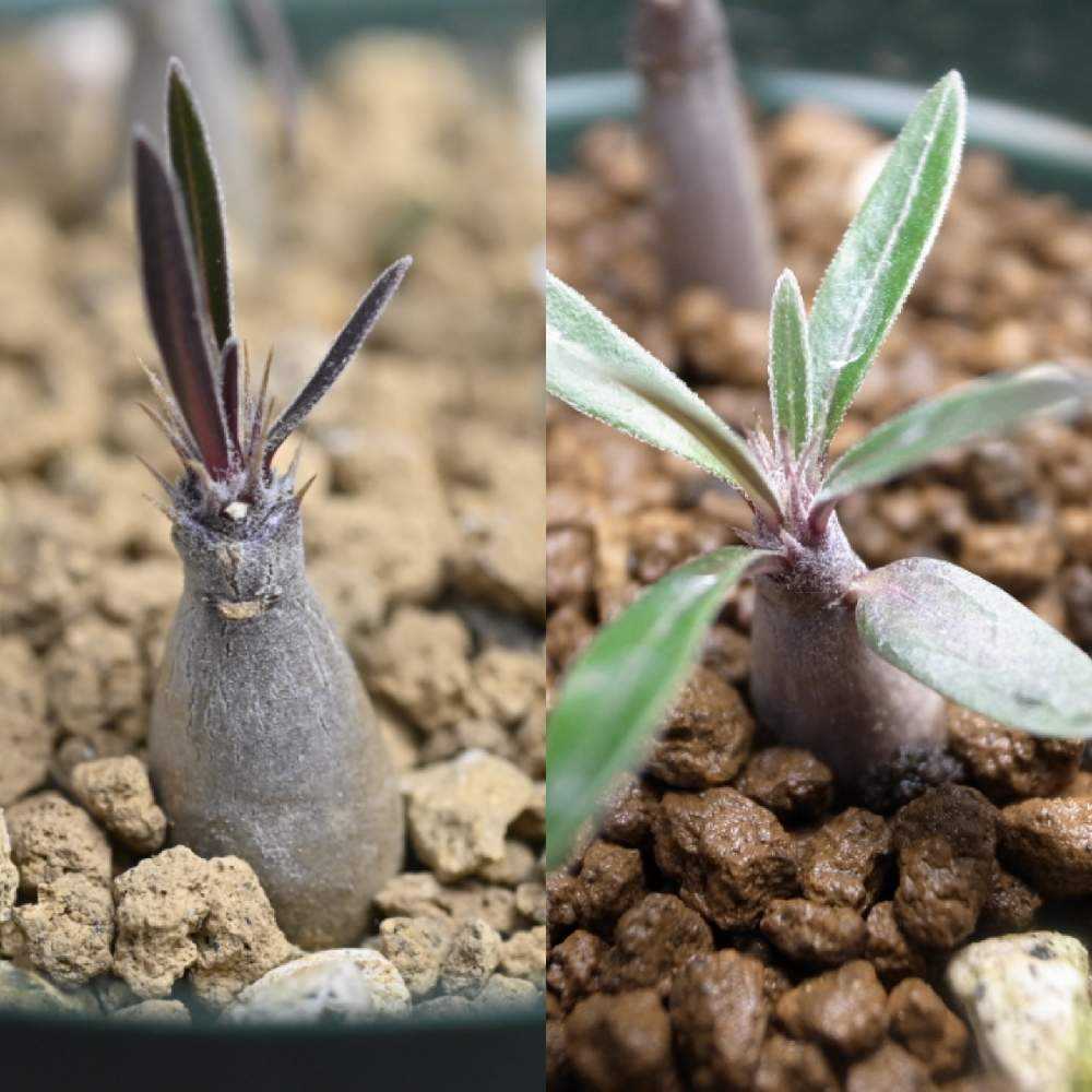 gardens フラワー・ガーデニング 塊根植物 中型 黒色鉢 パキポディウム